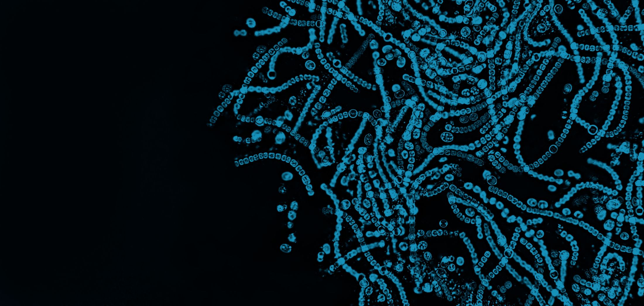 Barátunk a jó baktérium