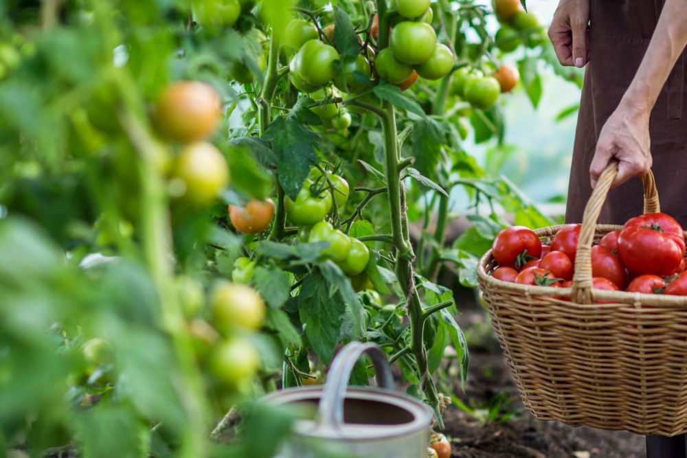 Mi van a hátsó kertben és a kamrában?