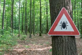 Új magyar eljárás segíthet kimutatni a Lyme-kórt