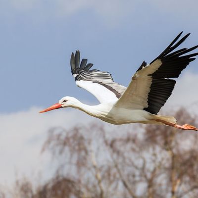 Nehéz döntés elé állítja a gólyákat a klímaváltozás