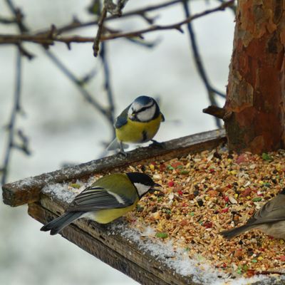 Etessünk madarakat… de úgy, hogy nekik is jó legyen! 