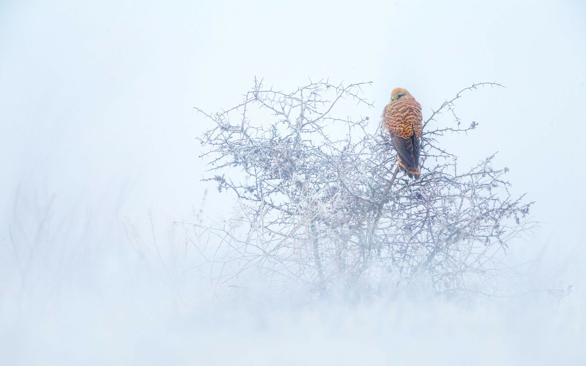 Magyar a világ legjobb fiatal természetfotósa